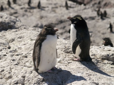 (c) Lida Pimper. PIM Isla Ping�ino. 
