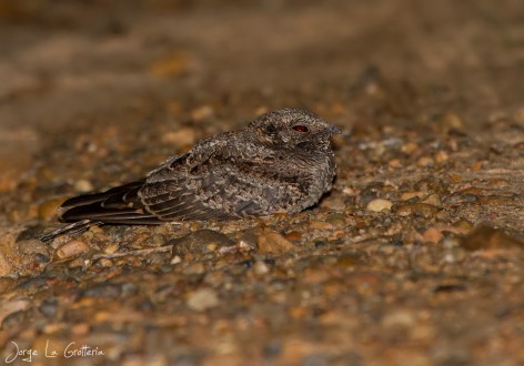 (c) Jorge La Grotteria. Atajacaminos �a�arca (Systellura longirostris). <p>www.ecoregistros.org</p>