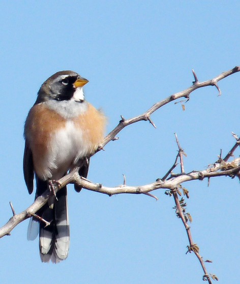 (c) Julio Monguillot. Vira vira en PN Sierra de las Quijadas. 