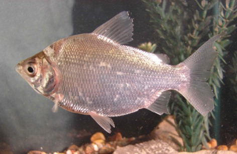 (c) Liliana Ciotek. Ejemplar de Psectrogaster curviventris. <p>Esta foto forma parte de la Gu&iacute;a de los Peces del Parque Nacional Pre- Delta. 2015. Almir&oacute;n et al. Editorial APN.</p>