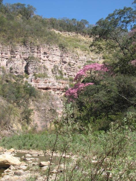 (c) Cecilia Moyano. RN Pizarro. 