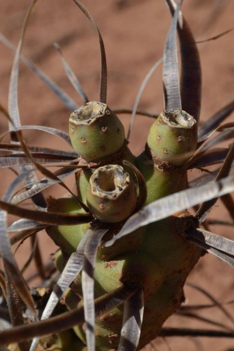 (c) Maximiliano Ceballos. Tephrocactus articulatus var. oligacanthus. 