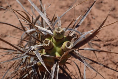 (c) Maximiliano Ceballos. Tephrocactus articulatus var. oligacanthus. 