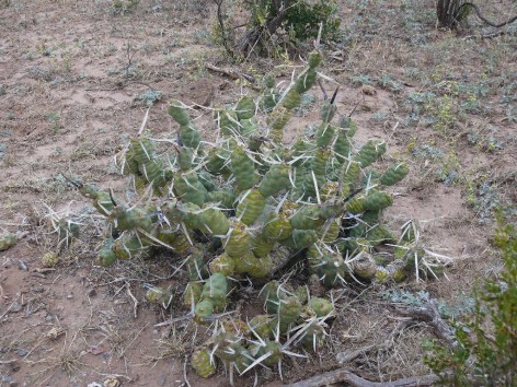 (c) Maximiliano Ceballos. Tephrocactus articulatus var. oligacanthus. 