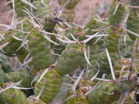 (c) Maximiliano Ceballos. Tephrocactus articulatus var. oligacanthus. 