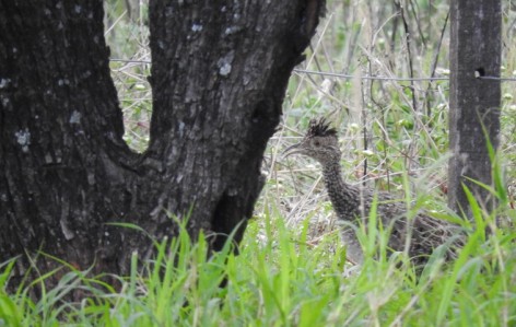 (c) Tom�s Aguirre Vall�s. Inamb� Montaraz en Parque Provincial Chancan�. <p>www.ecoregistros.org</p>