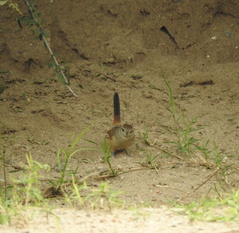 (c) Tom�s Aguirre Vall�s. Canastero Chaque�o en Parque Provincial Chancan�. <p>www.ecoregistros.org</p>