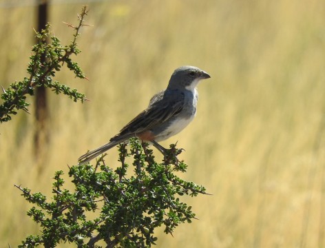 (c) Tom�s Aguirre Vall�s. Diuca Com�n, macho adulto en Parque Nacional Lihu� Calel. <p>www.ecoregistros.org</p>
