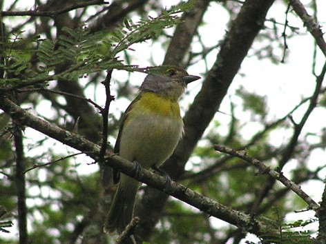 (c) Oscar Spiztnagel. Anamb� Verdoso. 