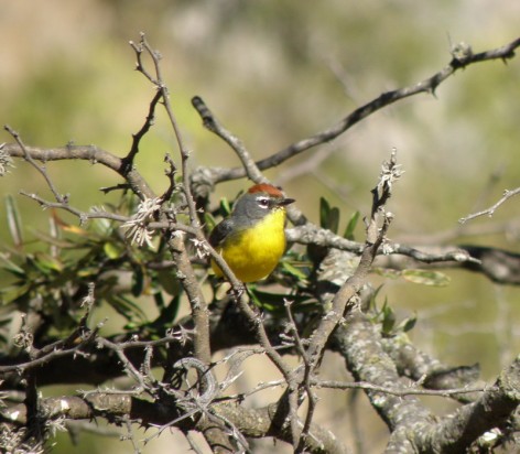 (c) Facundo Fern�ndez. Myioborus brunniceps  . 