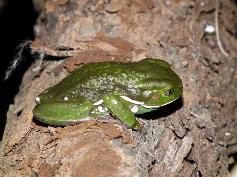 (c) Mariano Libua. Proyecto: Relevamiento de anfibios del Parque Nacional Sierra de las Quijadas. <p>Ejemplar capturado por personal del Parque Nacional Sierra de las Quijadas, en el marco del proyecto: Relevamiento de anfibios del Parque Nacional Sierra de las Quijadas.</p>