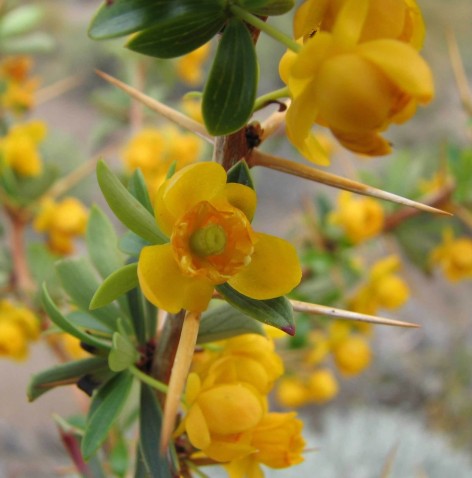 Resultado de imagen de Berberis microphylla