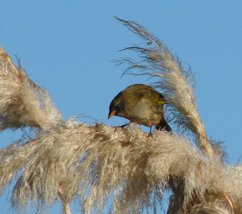 (c) Liiliana Ciotek. Ejemplar de Embernagra platensis. <p>Ejemplar de Verd&oacute;n en el humedal de la Reserva Natural Otamendi</p>