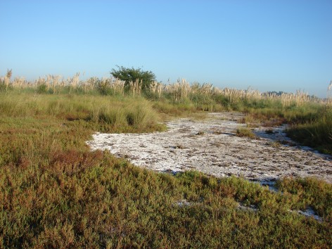 (c) Liliana Ciotek. Salitral en el humedal de la Reserva Natural Otamendi. 