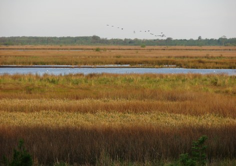 (c) Liliana Ciotek. Humedal en la Reserva Natural Otamendi. 