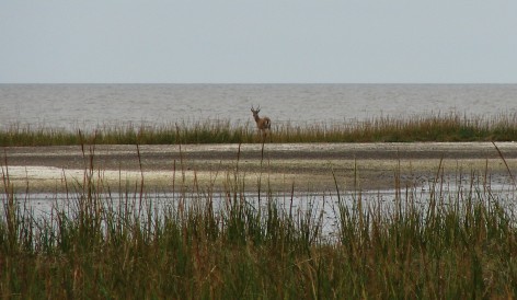 (c) Liliana Ciotek. Ejemplar de Ozotoceros bezoarticus celer. <p>Ejemplar de Venado de las pampas en la costa del R&iacute;o de la Plata del Parque Nacional Campos del Tuy&uacute;.&nbsp;</p>
