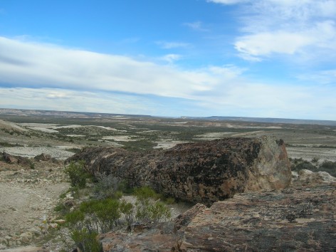 (c) Anah Prez. Vista de tronco petrificado. Vista