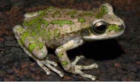 (c) Mauricio Akmentins. Rana Marsupial Tucumana. 