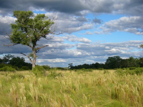 (c) G.C. M�ller. . 