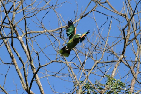 (c) CEBIO. Amazona aestiva. 