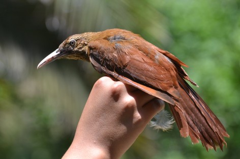 (c) CEBIO. Trepador Colorado. 