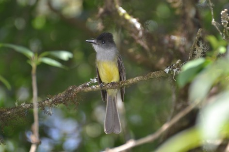(c) CEBIO. Burlisto Corona Negra. 