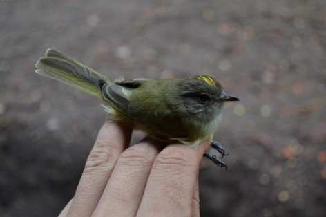 (c) CEBIO. Fiof?o Corona Dorada. 