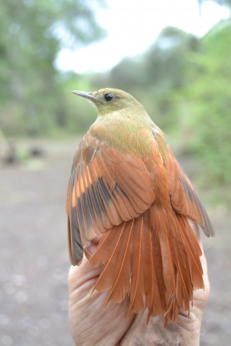 (c) CEBIO. Tarefero. 