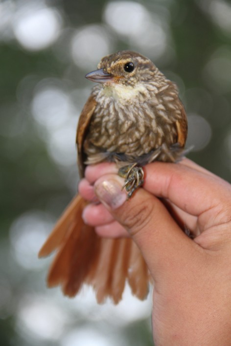 (c) CEBIO. Ticotico Com?n. 