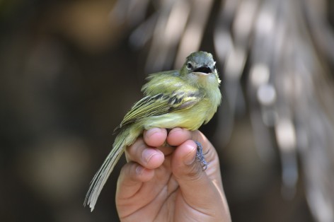 (c) CEBIO. Picochato Grande. 