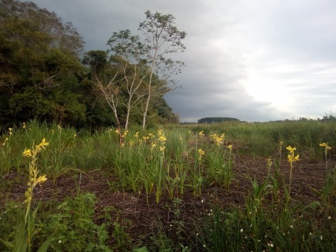 (c) Andr�s Lanfiutti. Reserva Natural Educativa Colonia Benitez. 