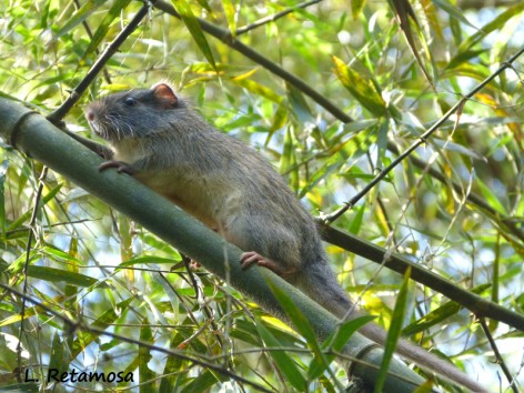 (c) Retamosa Lucas. . 