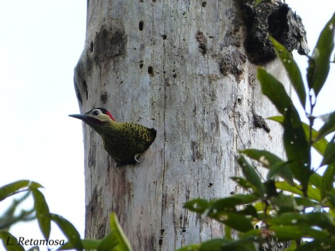 (c) Retamosa L, Tizato R. CARPINTERO REAL VERDE. 							
