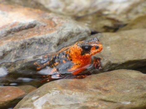 (c) Mart�n Lepez. Melanophryniscus rubriventris en la Comunidad Tinkunacu, Or�n, Salta. 
