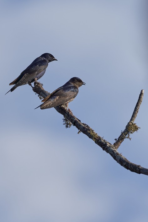 (c) Alejandro Espeche. Golondrina Negra en Reserva Nacional Pizarro. 