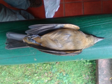 (c) Cavicchia Marcelo. . 