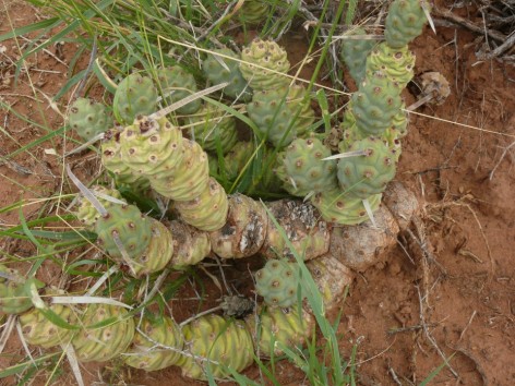 (c) Anabella Carp. . 