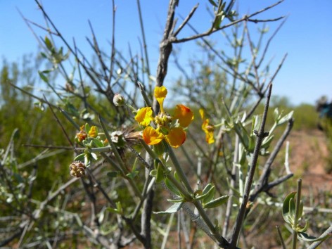 (c) Anabella Carp. . 