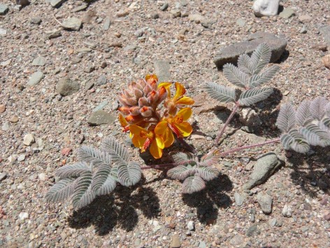 (c) Anabella Carp. . 