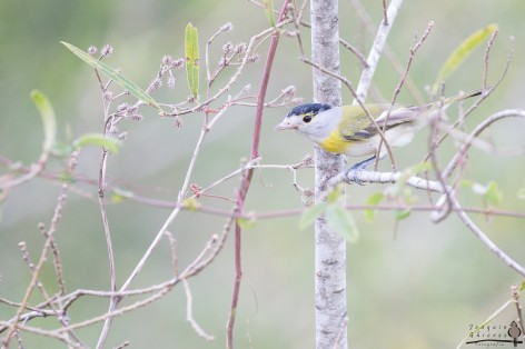 (c) Joaqu�n Ghiorzo. Esteros del Iber� - Corrientes. 