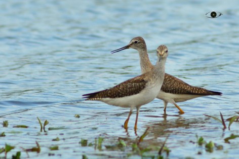 (c) C�sar Javier Machado. Paran� - Entre Rios. 