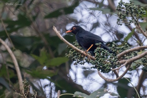 (c) Pablo Serur.  Parque Nacional Calilegua - Jujuy. 