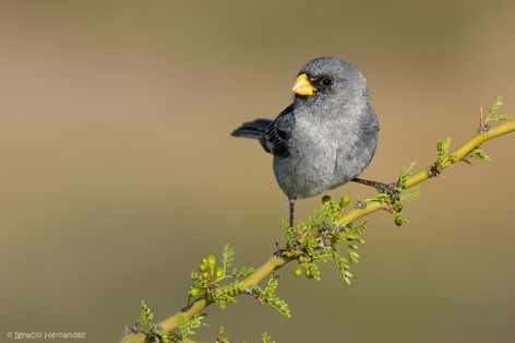 (c) Ignacio Hern�ndez. Chelforo - R�o Negro. 