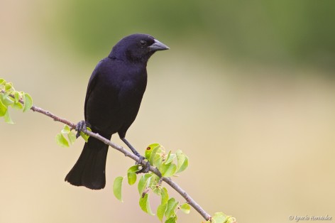 (c) Ignacio Hern�ndez. Sierra de la Ventana - Buenos Aires. 