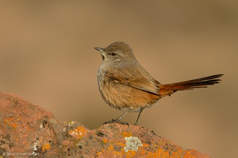 (c) Ignacio Hern�ndez. Gral Roca - R�o Negro. 