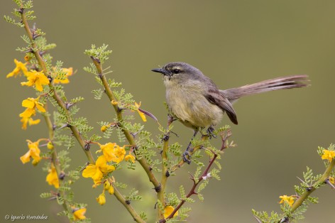 (c) Ignacio Hern�ndez. Gral Roca - R�o Negro. 