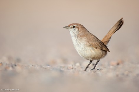 Cerro Policia - R�o Negro. 