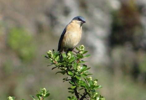 (c) Clemente Espinoza. . 