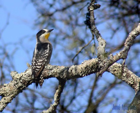 (c) Jos� Aparicio. Ceibas - Entre R�os. 