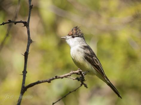 (c) Jos� Aparicio. Ceibas - Entre R�os. 